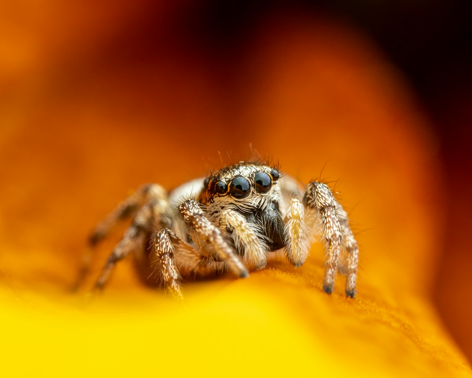 A jumping spider in close-up