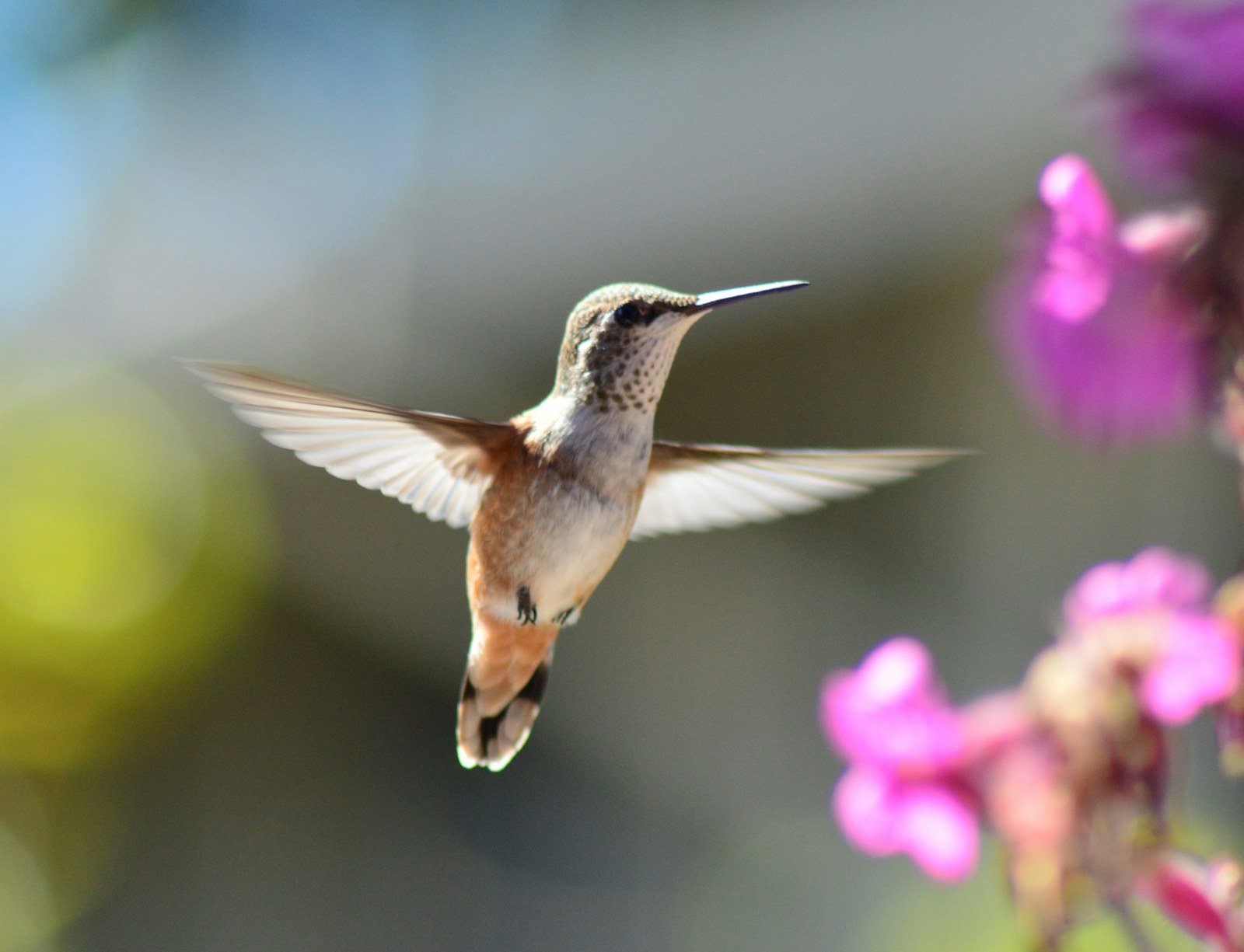 A hummingbird hovering in mid-air