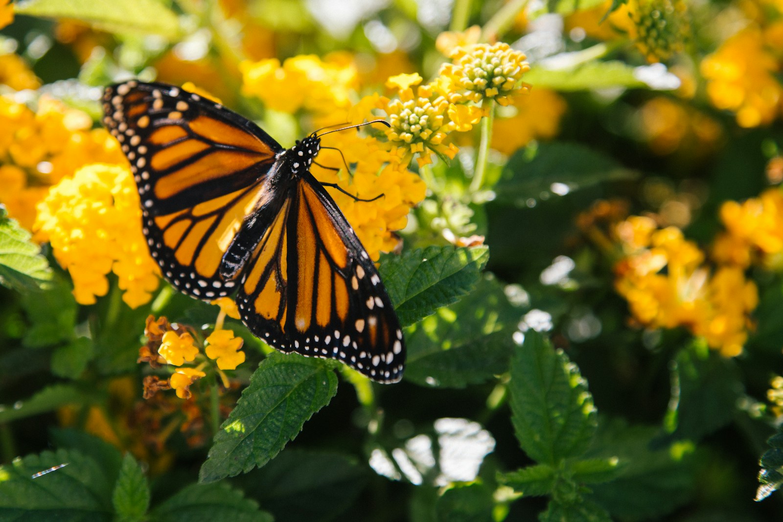 A butterfly resting on a yellow flower