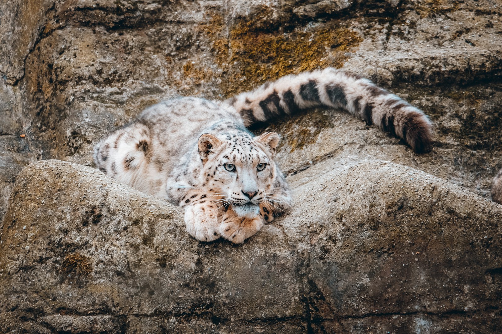 A snow leopard resting on a rocky ledge