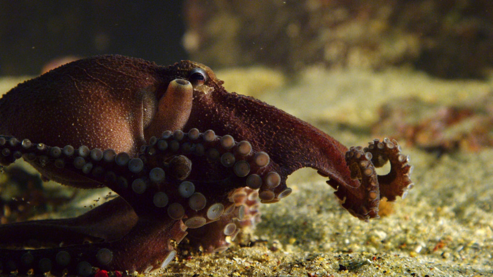 An octopus underwater