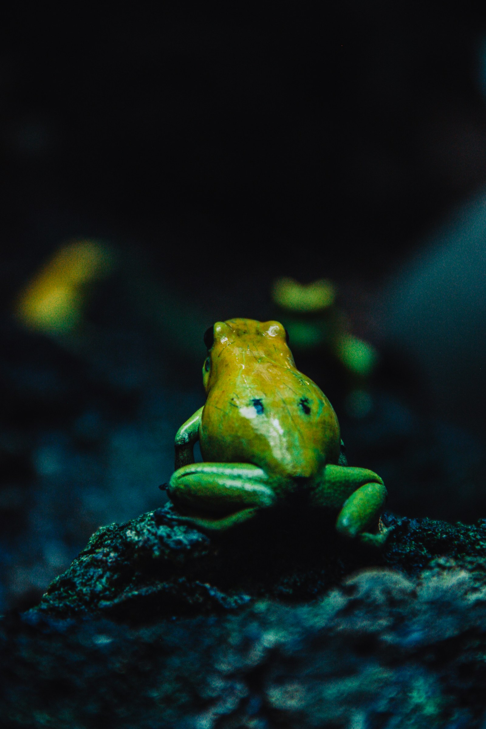 A green and yellow frog on dark rock